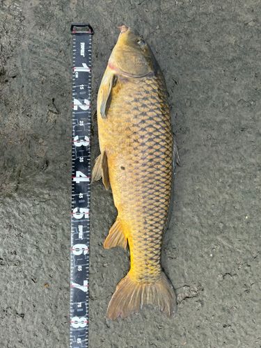 コイの釣果