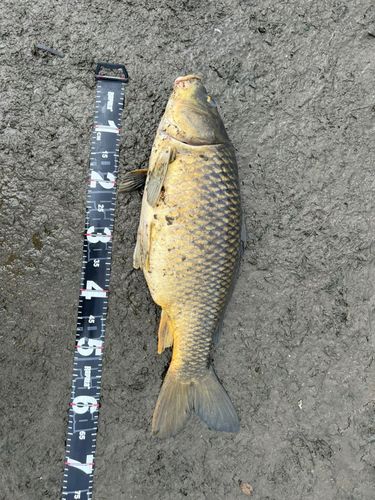 コイの釣果