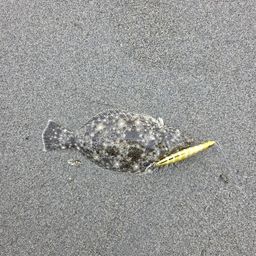 ヒラメ