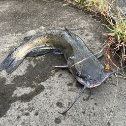 アメリカンキャットフィッシュ