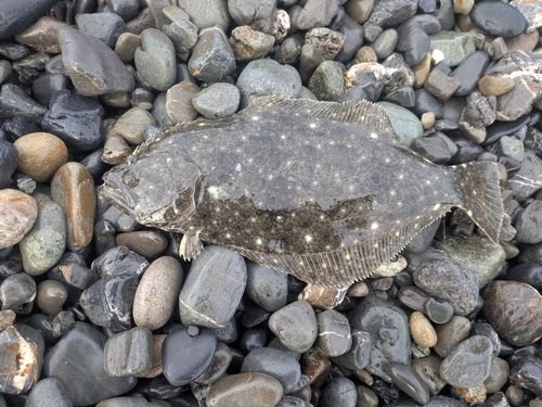 ソゲの釣果
