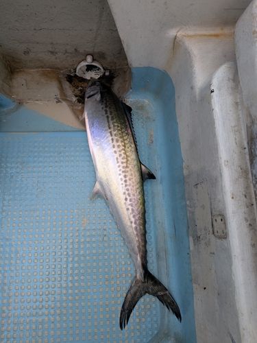 サゴシの釣果