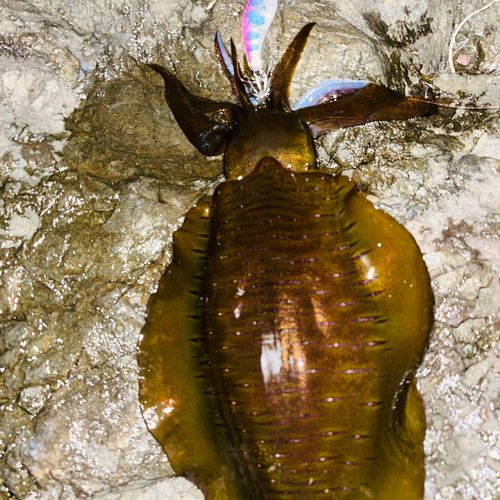 アオリイカの釣果