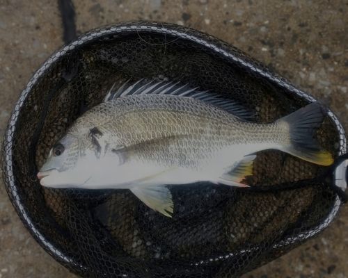キビレの釣果