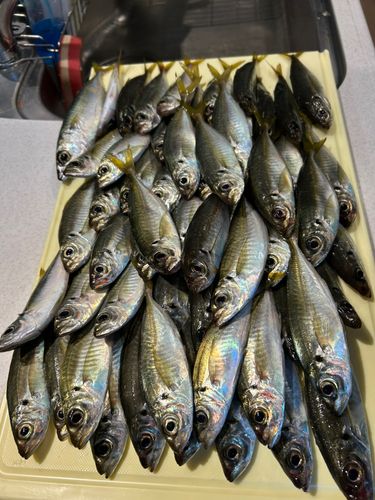 アジの釣果