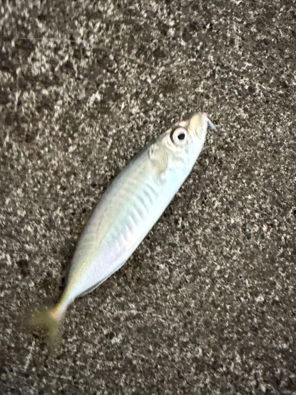 アジ