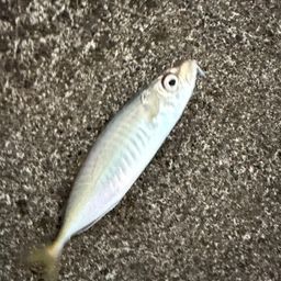 アジ