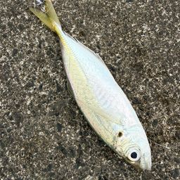 アジ