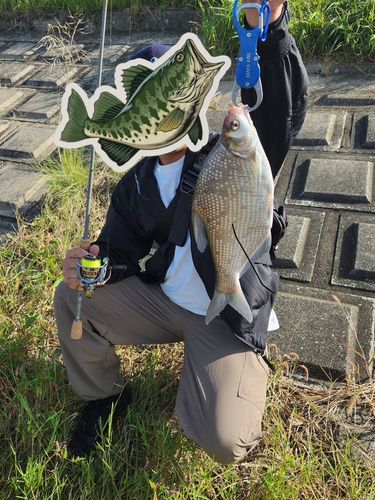 ダントウボウの釣果