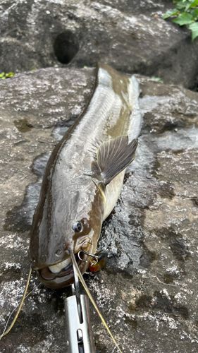 ナマズの釣果