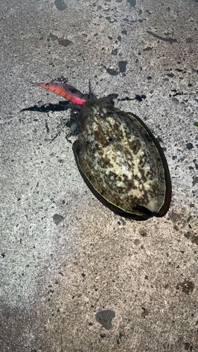引津湾