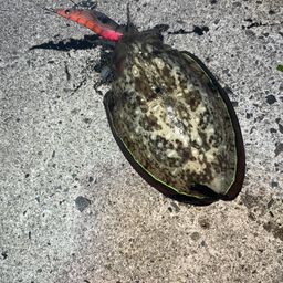 コウイカ