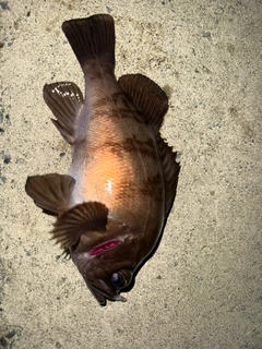 メバルの釣果