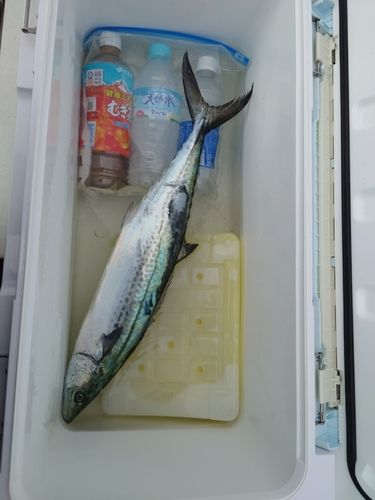 サゴシの釣果