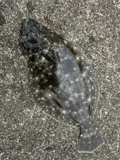 ヒラメの釣果