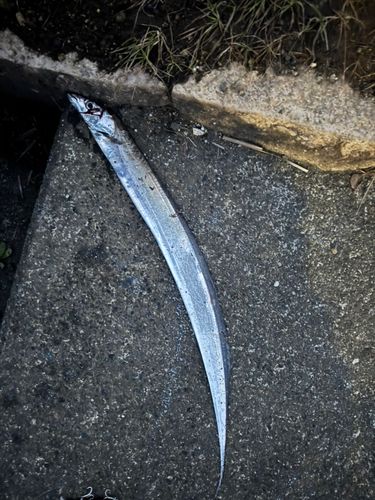 タチウオの釣果