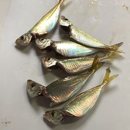 アジ