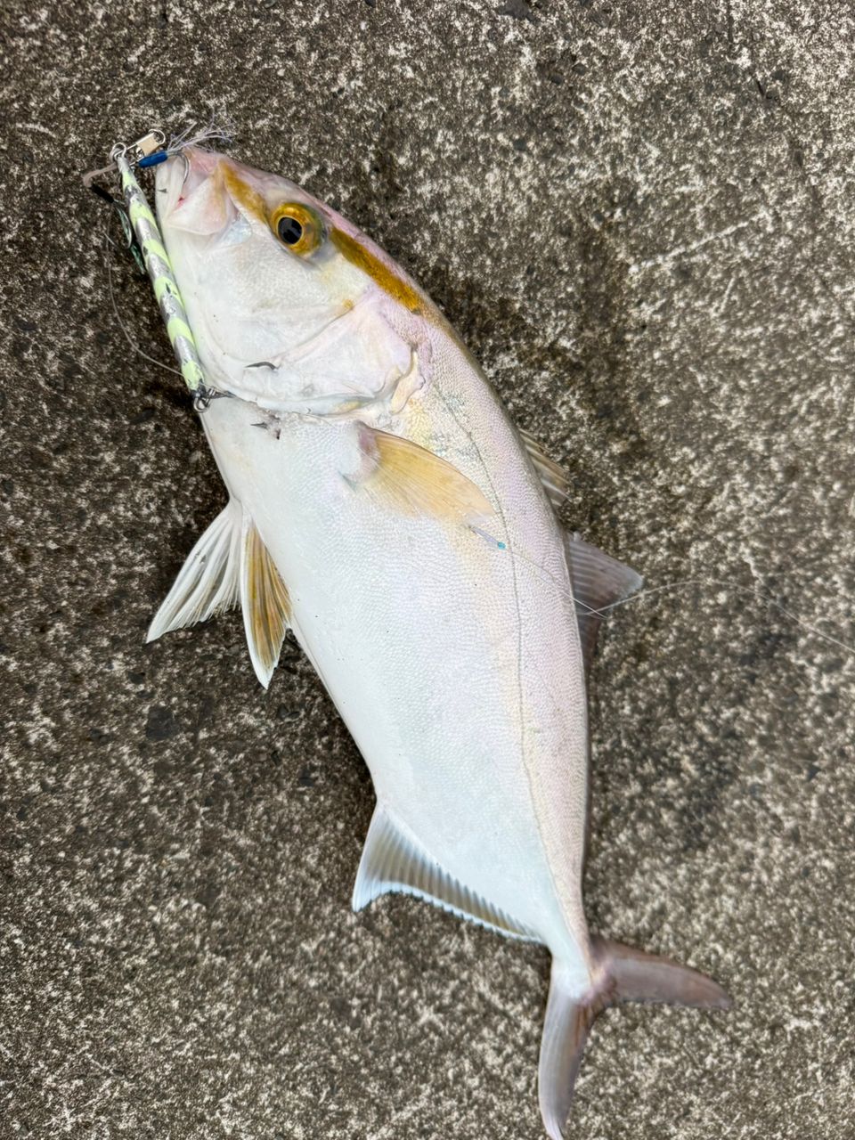 23ネッサリミテッド　１１0MH + SHIMANO 