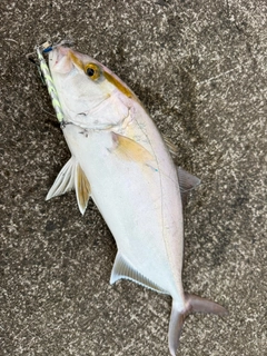 ショゴの釣果