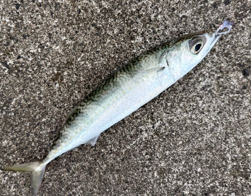 サバの釣果