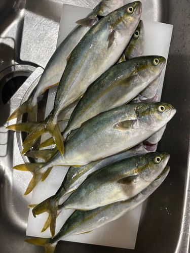 ヤズの釣果