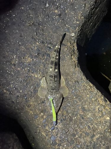 ディズニーリゾート付近