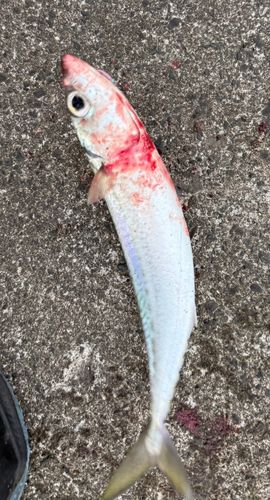 サバの釣果