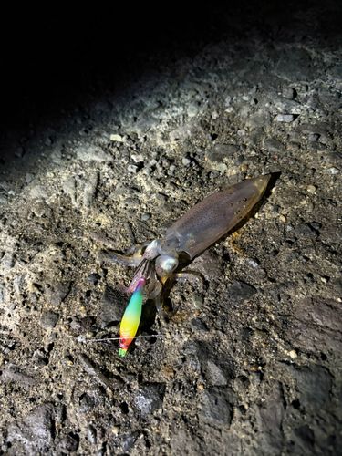 マメイカの釣果