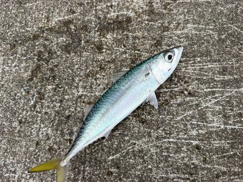 サバの釣果