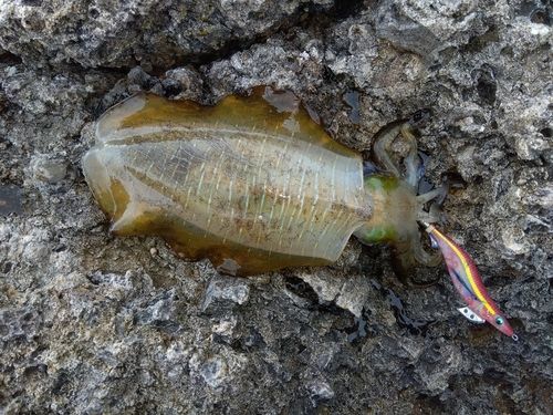 アオリイカの釣果