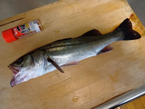 セイゴ（マルスズキ）の釣果