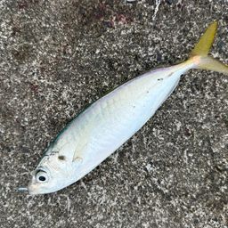 アジ