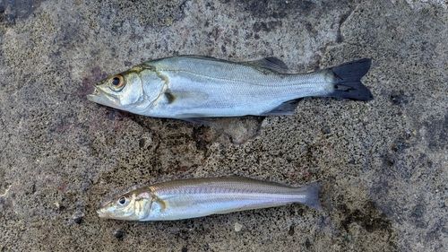 キスの釣果
