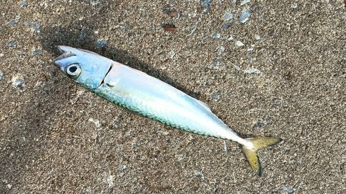 サバの釣果