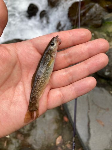 アブラハヤの釣果