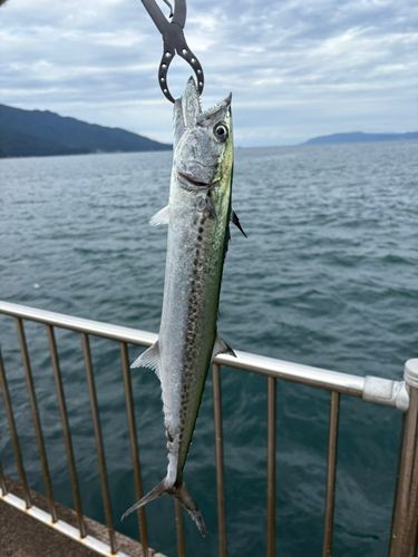 サゴシの釣果