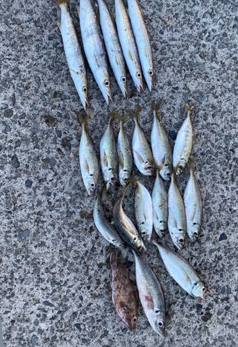 アジの釣果