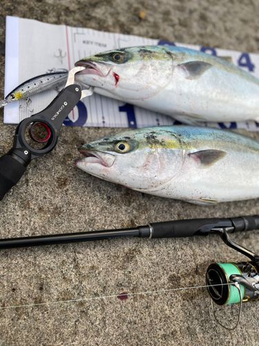 ワラサの釣果
