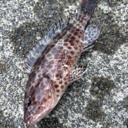 オオモンハタ