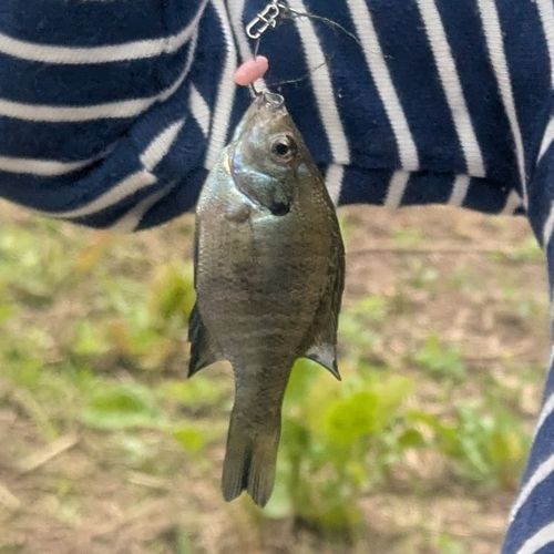 ブルーギルの釣果