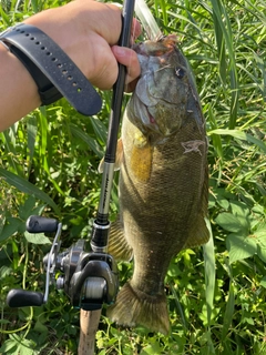 スモールマウスバスの釣果