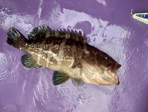 マハタの釣果