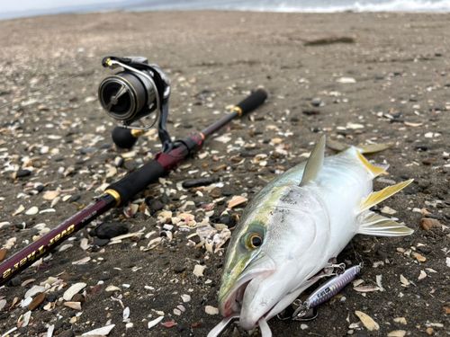 イナダの釣果