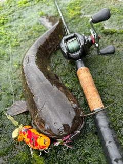ナマズの釣果