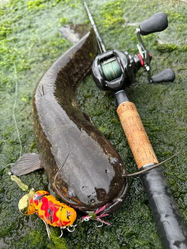 ナマズの釣果