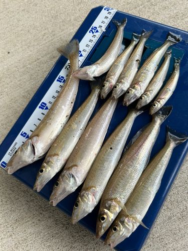 キスの釣果