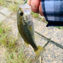 ラージマウスバス