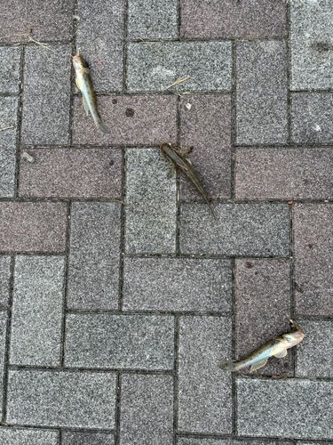 マハゼの釣果