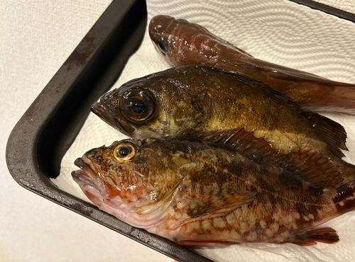 釣果