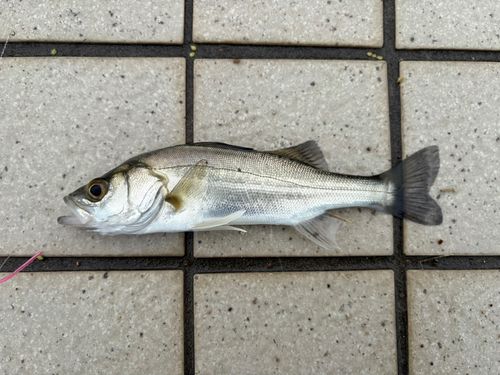 セイゴ（マルスズキ）の釣果